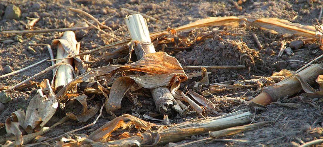 Stickstoff-Freisetzung nach der Ernte