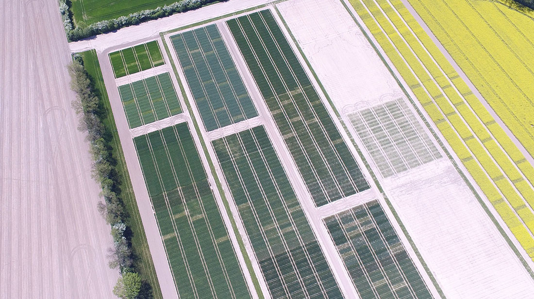 Versuchsfeld in Cunnersdorf: Ungedüngte Parzellen 