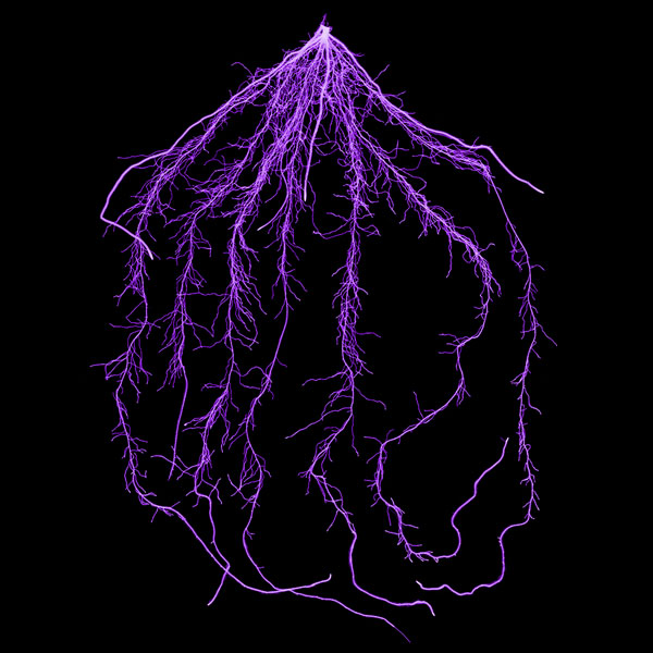 Wurzel - Ammoniumbetont