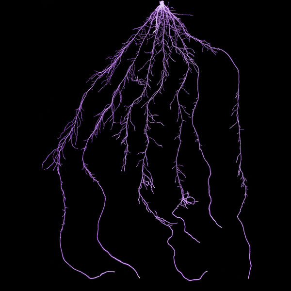 Wurzel - Nitratbetont