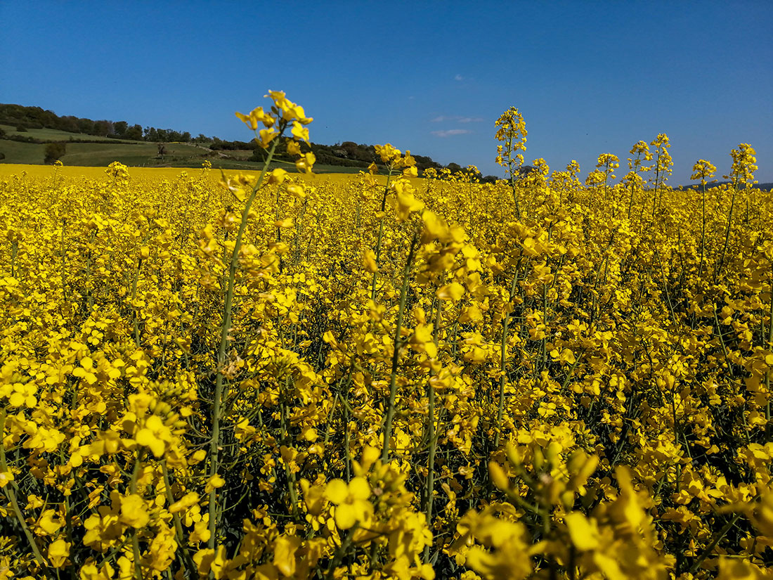 Rapsblütenbehandlung