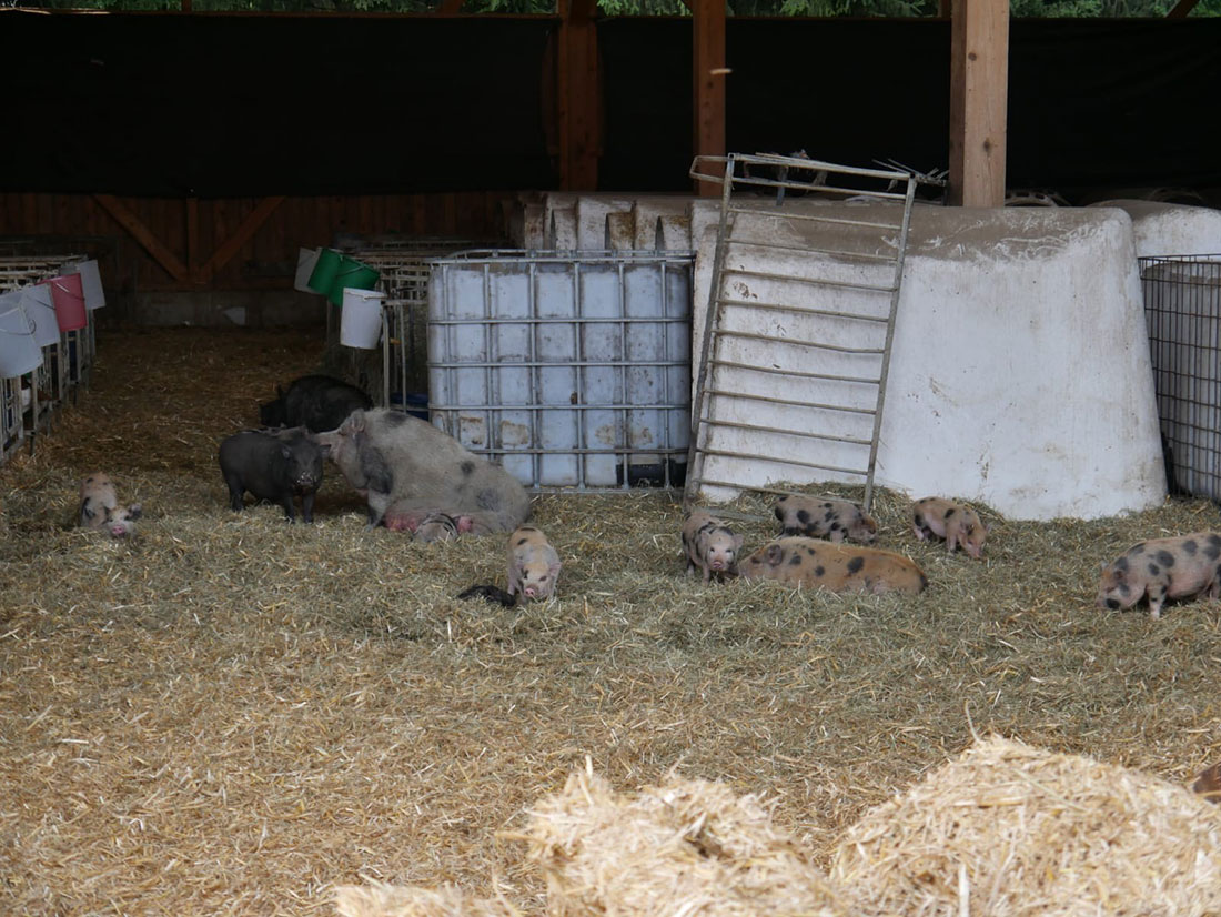 Schweine bei den Kälberiglus