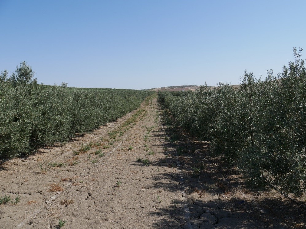 Intensive Olivenplantage mit Bewässerung