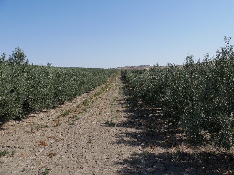 Intensive Olivenplantage mit Bewässerung Intensive Olivenplantage mit Bewässerung
