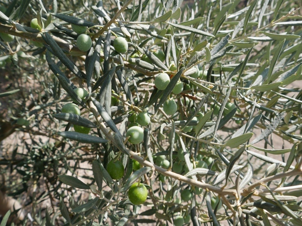 Unreife Oliven am Baum