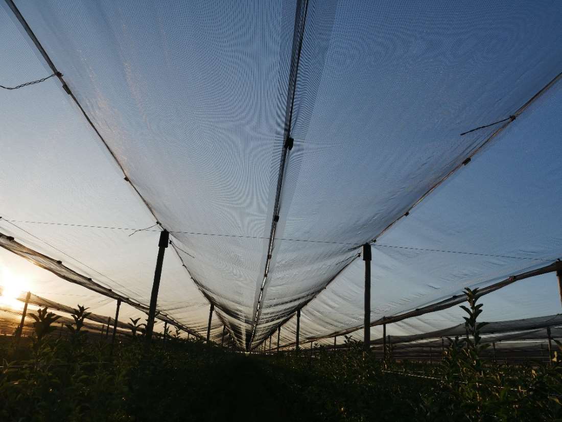 Schutznetz der Äpfel vor Hagel und Sonne