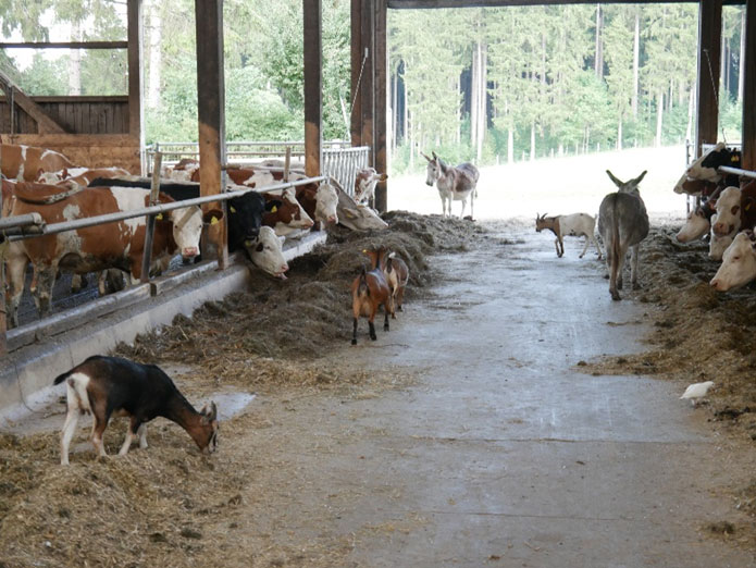 Ziegen und Esel auf dem Futtertisch im Kuhstall