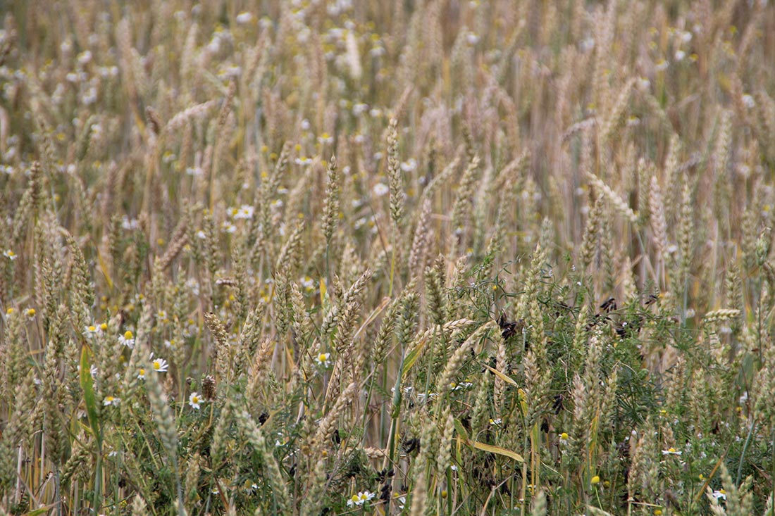 Vergleich des Flächenverbrauchs je Ertragsmenge bei ökologischer und konventioneller Landwirtschaft Vergleich des Flächenverbrauchs je Ertragsmenge bei ökologischer und konventioneller Landwirtschaft