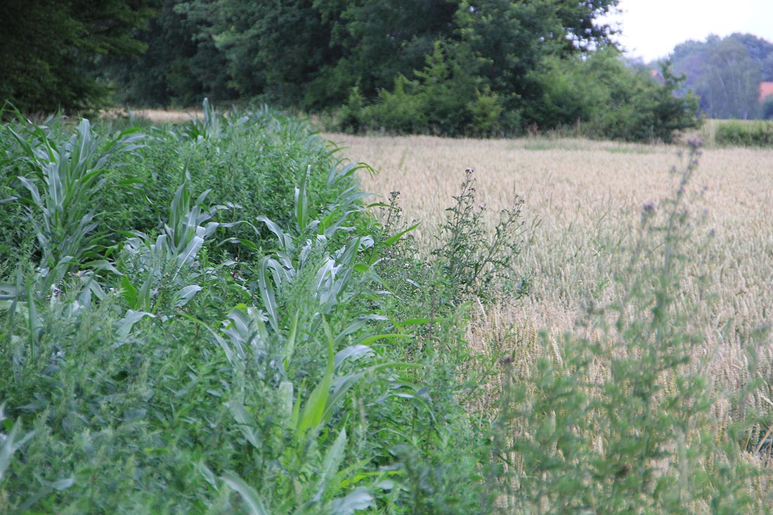 Vergleich des Flächenverbrauchs je Ertragsmenge bei ökologischer und konventioneller Landwirtschaft Vergleich des Flächenverbrauchs je Ertragsmenge bei ökologischer und konventioneller Landwirtschaft