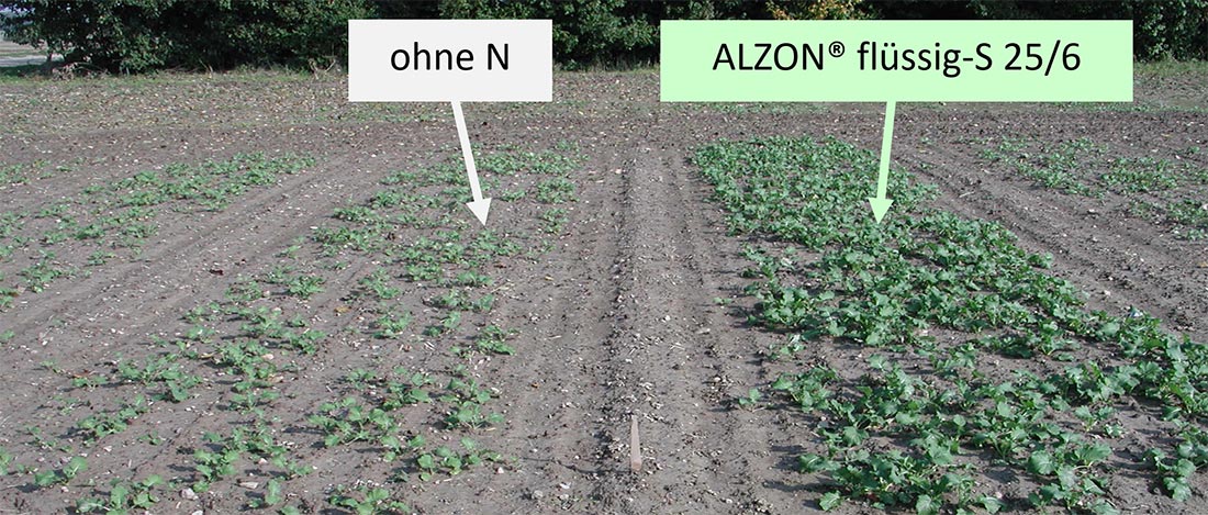 Abb. 1: Herbstdüngung mit ALZON flüssig-S 25/6 bei schwachem Wachstum durch ungünstige Witterungsbedingungen und schlechter Stickstoffverfügbarkeit nach verspäteter Saat Abb. 1: Herbstdüngung mit ALZON flüssig-S 25/6 bei schwachem Wachstum durch ungünstige Witterungsbedingungen und schlechter Stickstoffverfügbarkeit nach verspäteter Saat