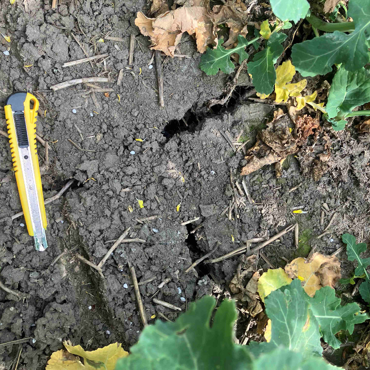 Raps: Risse und unvollständig gelöste Düngerkörner