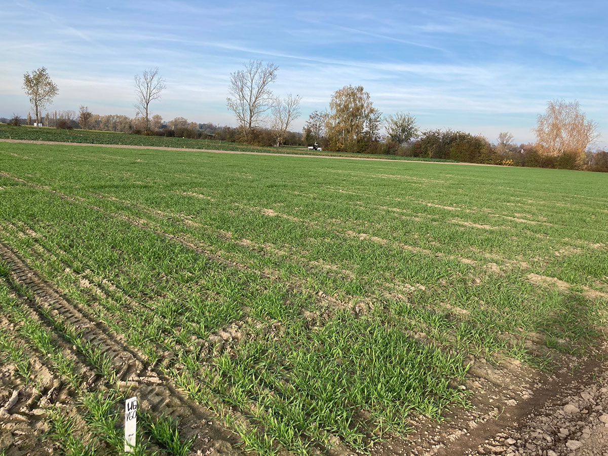 Die Winterungen sind ausgesät und größtenteils bereits aufgelaufen.